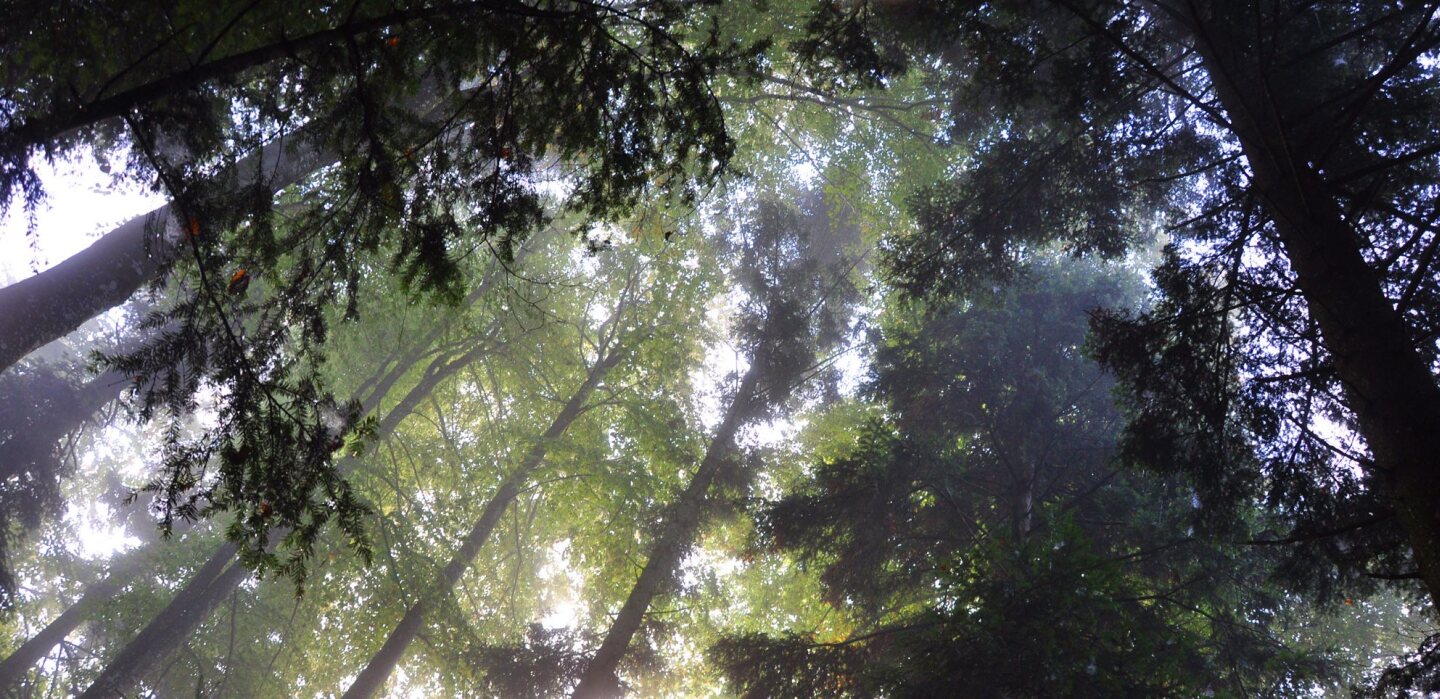 Dahinden Home Wald v2